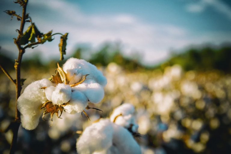 Read more about the article Cotton Heads into the Weekend on a Lower Note