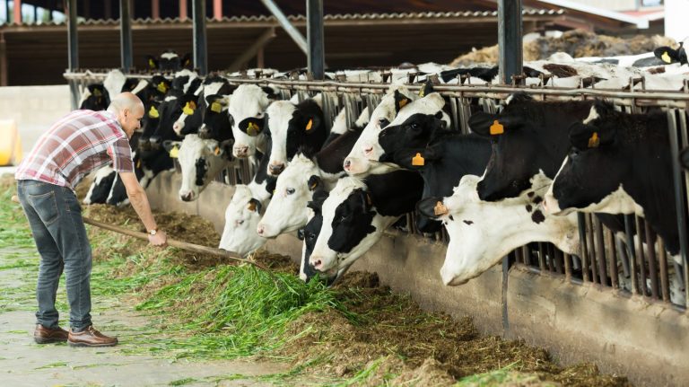 Read more about the article Cattle Posting Friday Pop