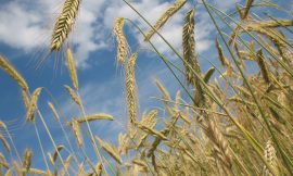 Wheat Closes the Week with Weakness