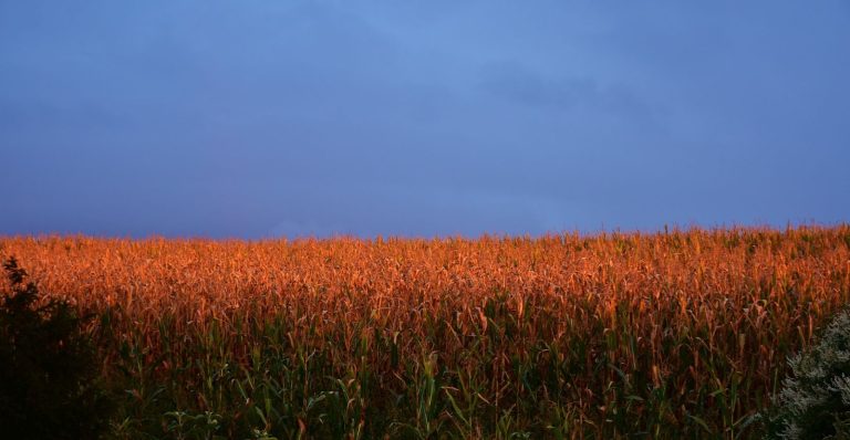 Read more about the article Corn Falling on Friday