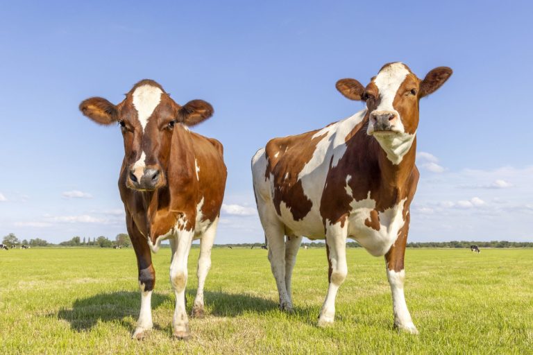 Read more about the article Cattle Fall on Tuesday, as Early Cash Trade Comes in Weaker