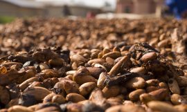 Cocoa Prices Fall Back After This Week