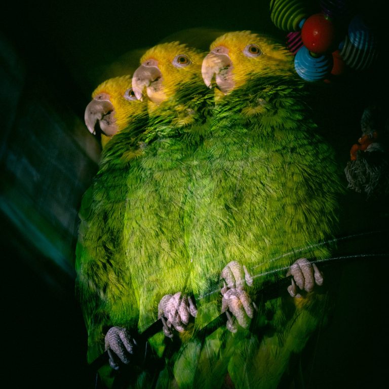 Read more about the article How Pet Parrots Started a War Inside an NYC Apartment Building