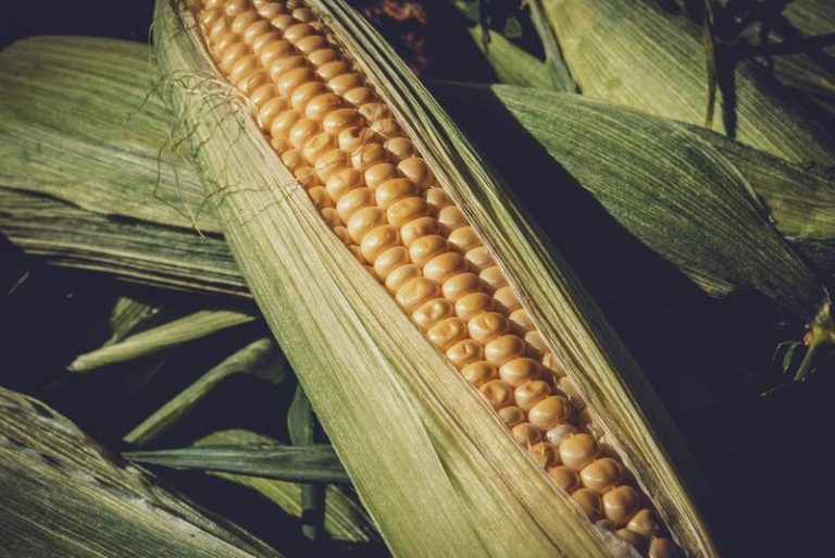 Read more about the article Corn Sneaking Higher on Spillover Support