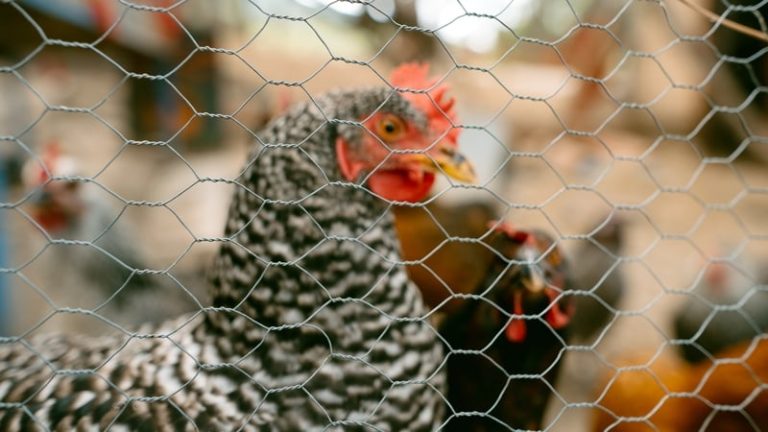 Read more about the article Test results for bird flu come back negative in Monaghan