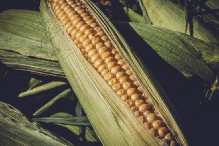 Read more about the article Corn Corrects Lower into the Weekend