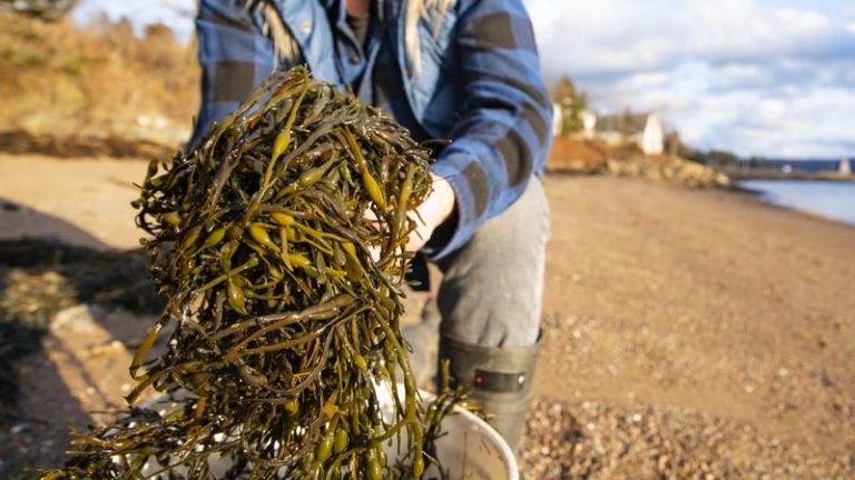 Read more about the article New seaweed association to unlock industry potential