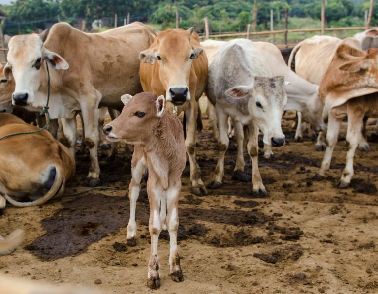 Read more about the article Cattle Post Gains on Friday