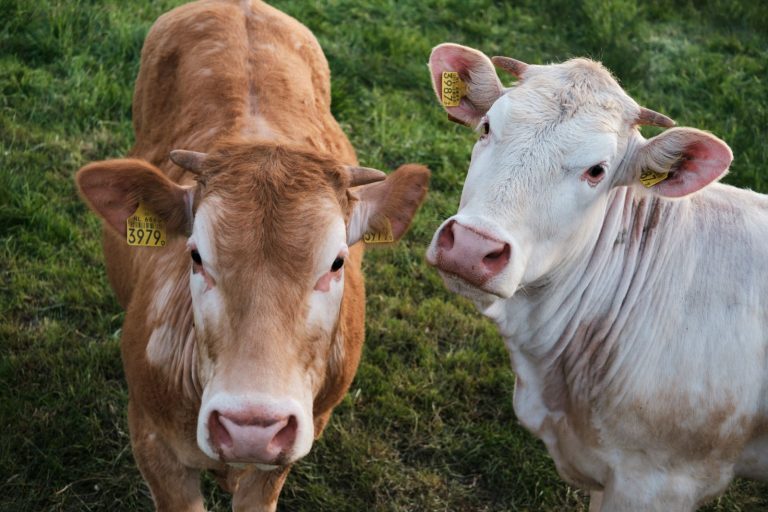 Read more about the article Cattle Back to Higher Trade on Friday