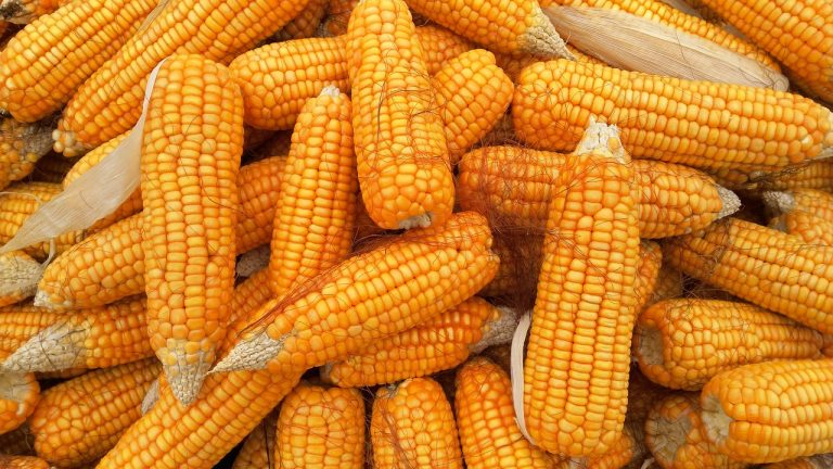 Read more about the article Corn Falls Double Digits on Friday to End Week of Losses