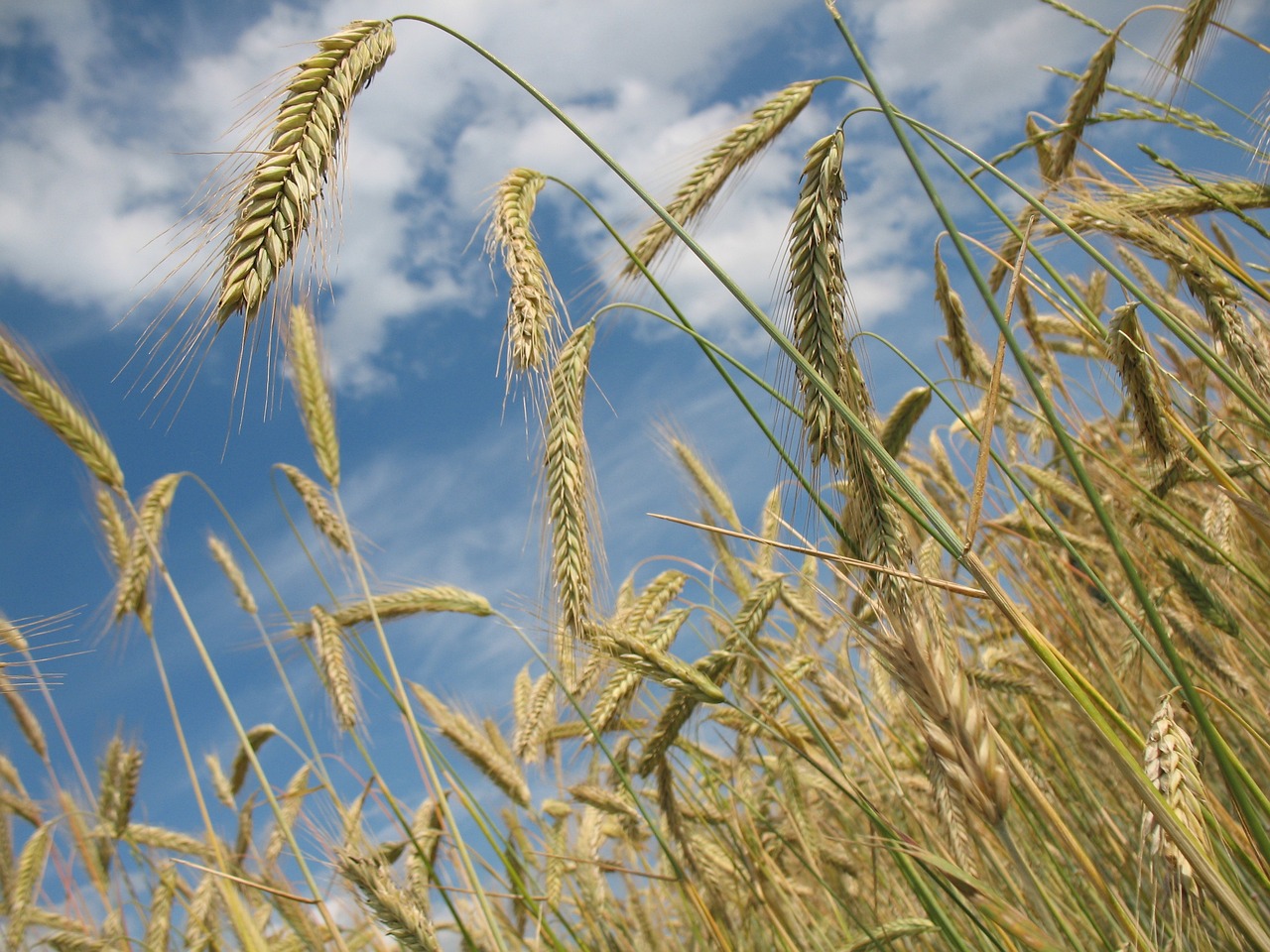 wheat-losses-extending-on-monday