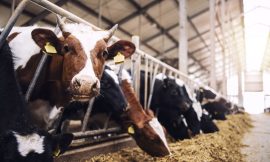 Cattle Off Lows, Still Showing Monday Losses