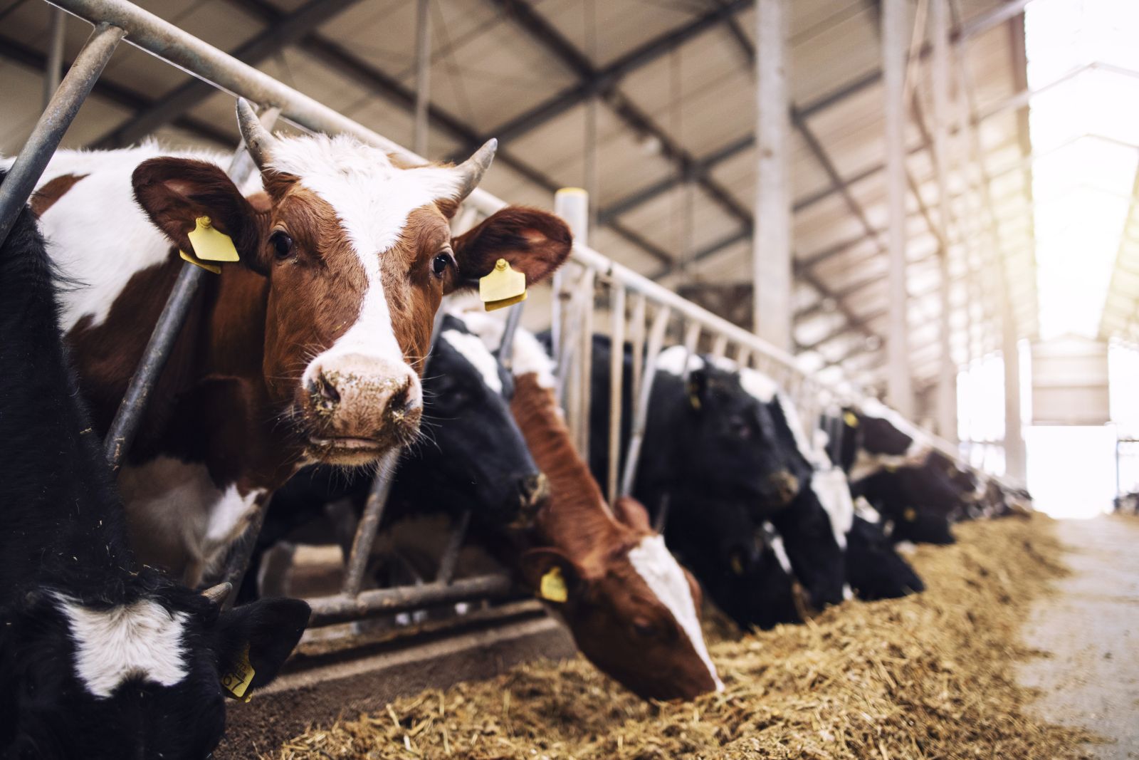 cattle-off-lows,-still-showing-monday-losses