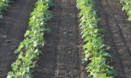 Soybeans Posting Losses on Monday
