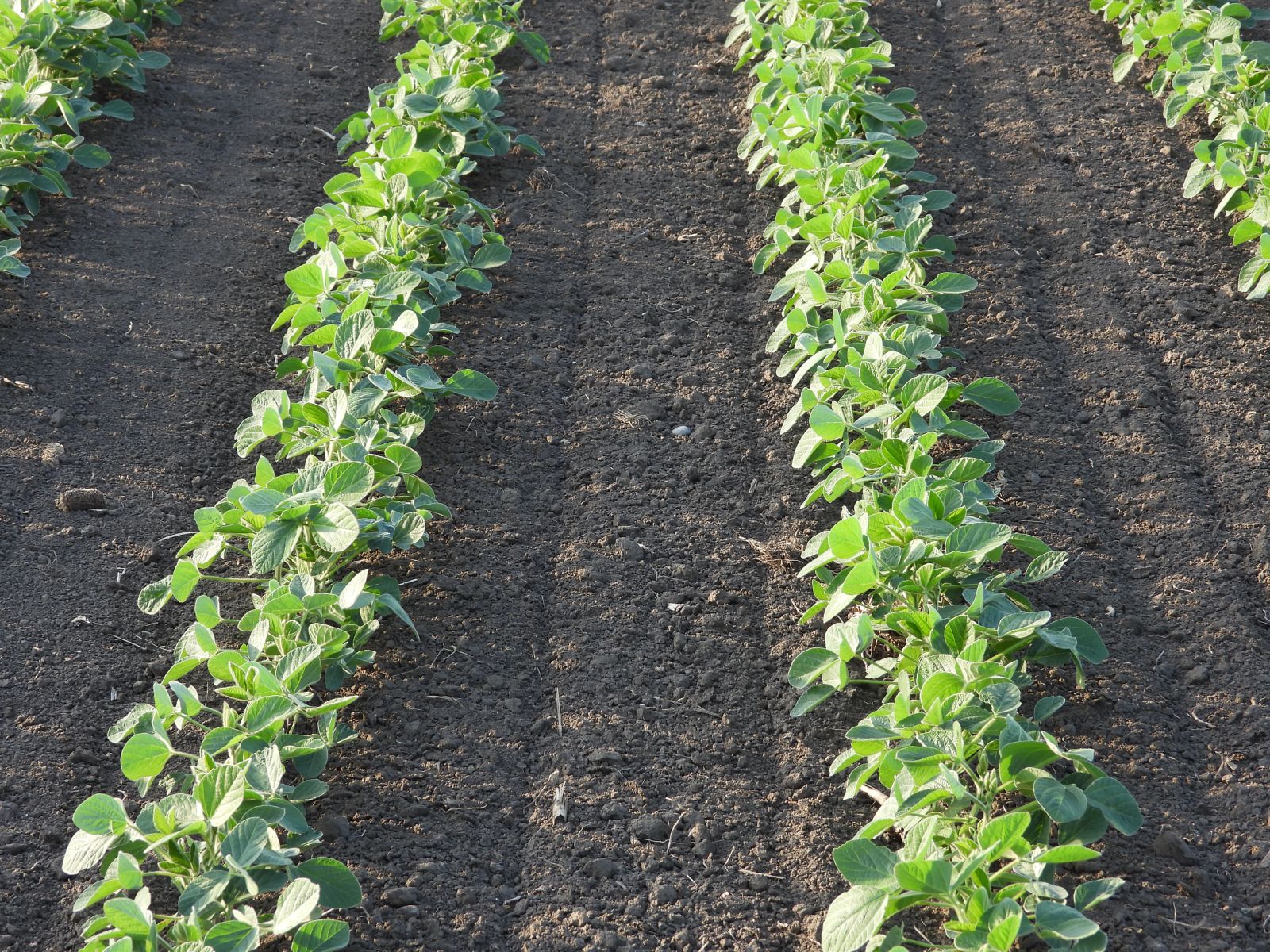 soybeans-posting-losses-on-monday