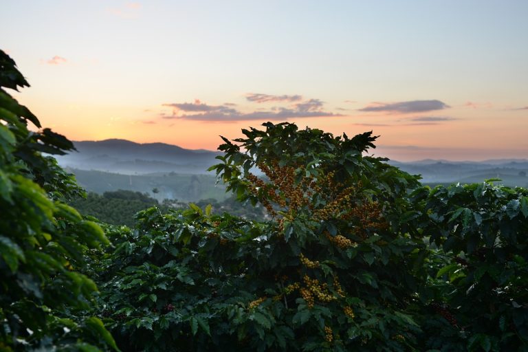 Read more about the article Coffee Prices Post Moderate Losses on Rain Forecasts for Brazil