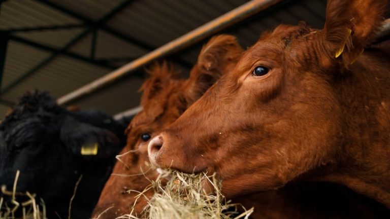 Read more about the article Govt outlines plan to secure nitrates derogation renewal