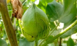 Cotton Pushes Higher into the Weekend