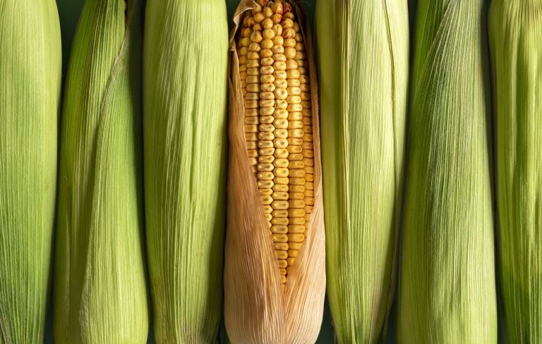 Read more about the article Corn Closes Monday with Strength