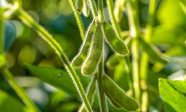 Soybeans Fall on Monday