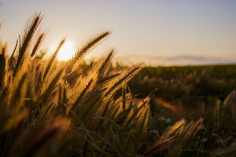Read more about the article Wheat Holds Tuesday Losses as USDA Raises Stocks Estimate