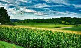 Corn Heads Lower into the Close