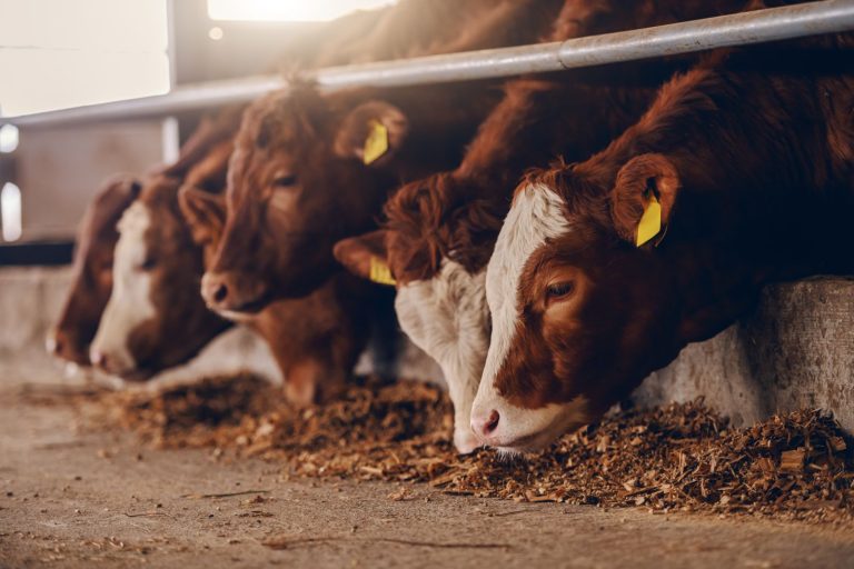 Read more about the article Cattle Rallies on Wednesday, with April Back Above $200