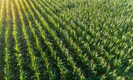 Corn Falling at Midday with Tariff Risk Off