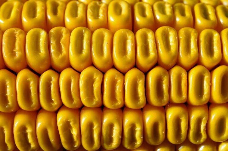 Read more about the article Corn Post Strength on Thursday