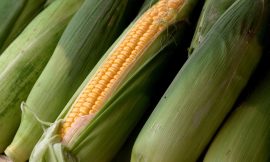 Corn Rallying Back on Thursday