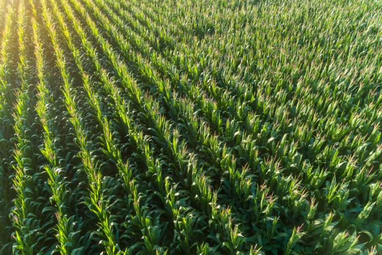 Read more about the article Corn Falls Lower into the Weekend