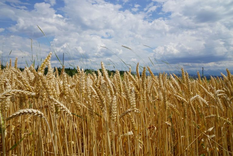 Read more about the article Wheat Slipping Back Lower on Friday