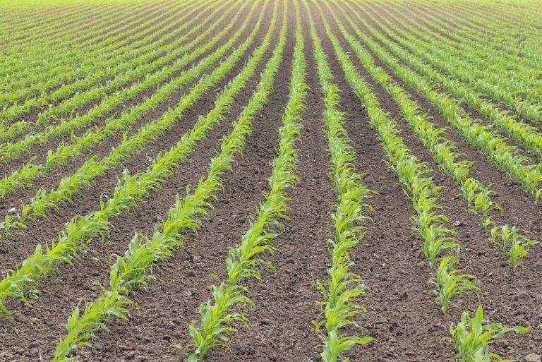 Read more about the article Corn Back to Lower Trade on Friday