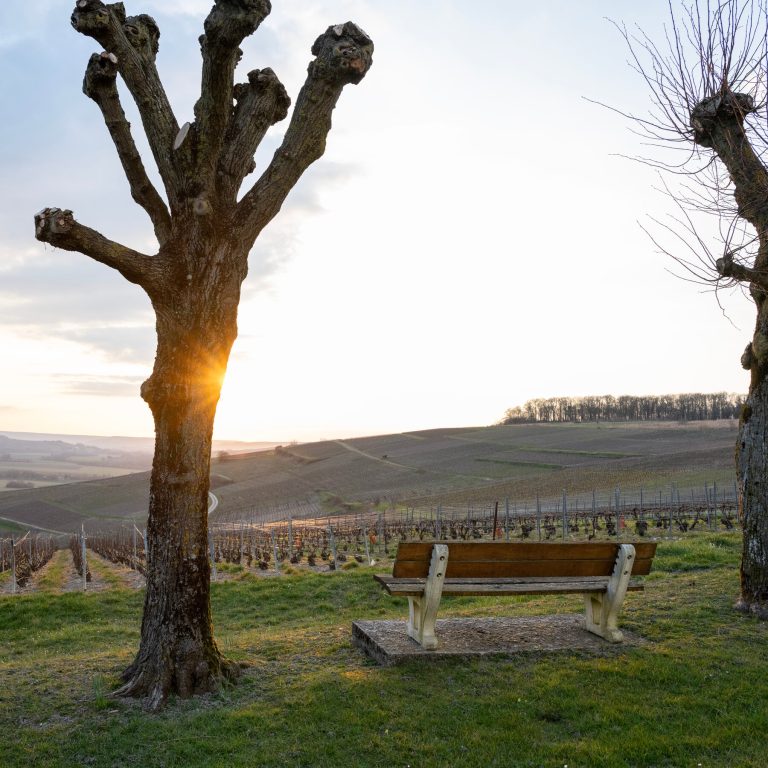 Read more about the article Fear of Trump’s Tariffs Ripples Through France’s Champagne Region