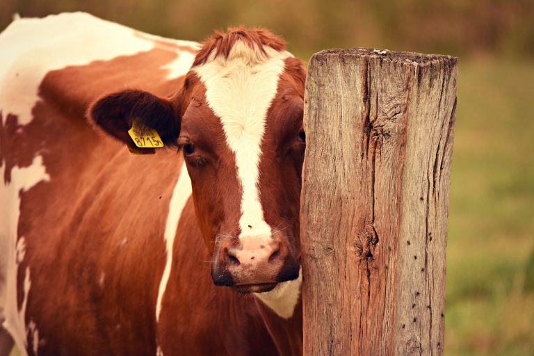 Read more about the article Cattle Extend Rally on Monday