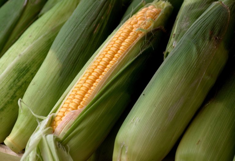 Read more about the article Corn Holding Gains at Midday