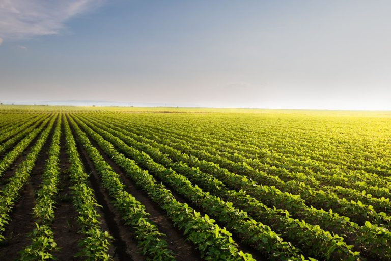 Read more about the article Soybeans Close Lower on Tuesday