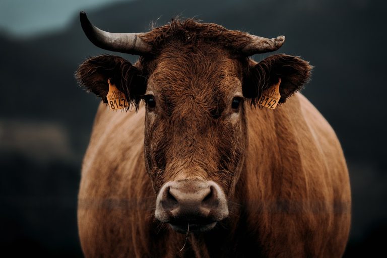 Read more about the article Cattle in the Red at Midday