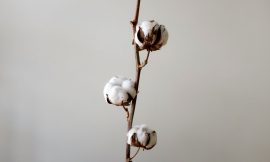 Cotton In the Red at Midday