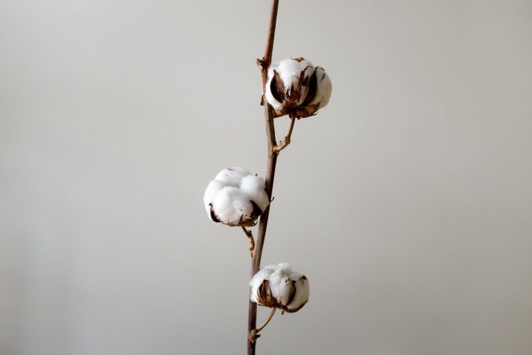 Read more about the article Cotton In the Red at Midday