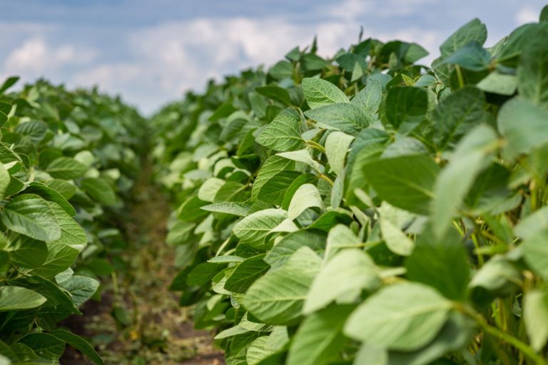 Read more about the article Soybeans Close Lower on Wednesday