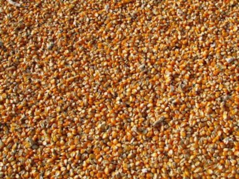 Read more about the article Corn Closes the Week with Friday Losses