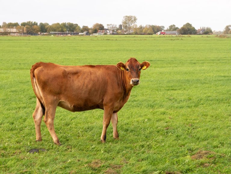 Read more about the article Cattle Futures Ignore Cash Strength, with Position Squaring Ahead of the CoF Report