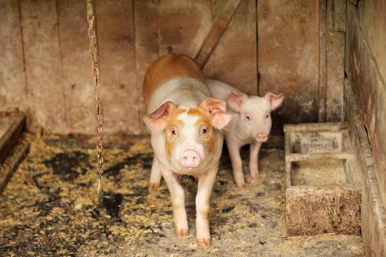 Read more about the article Hogs Back to Trading Higher at Friday’s Midday