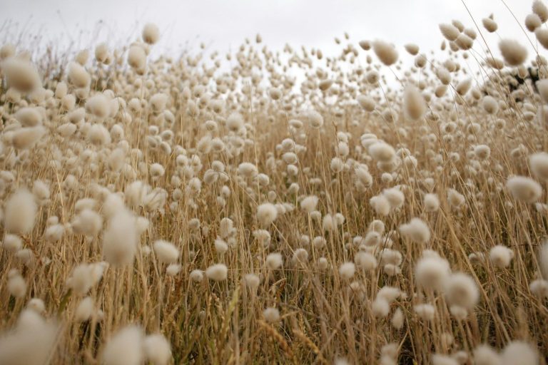 Read more about the article Cotton Turning Higher at Midday