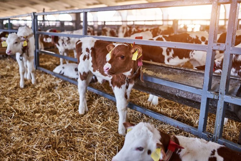 Read more about the article Cattle Holding Steady at Midday