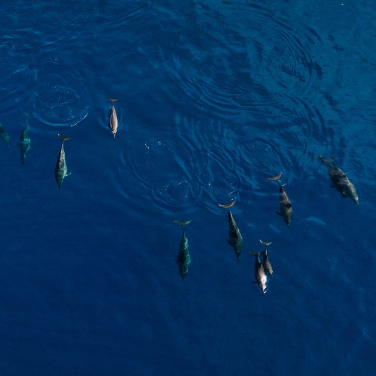Read more about the article Why These Islanders Hunt Dolphins