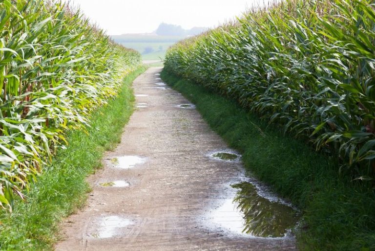 Read more about the article Corn Falls Lower on Wednesday