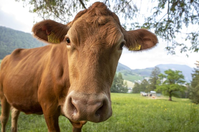 Read more about the article Cattle Rally Back on Wednesday