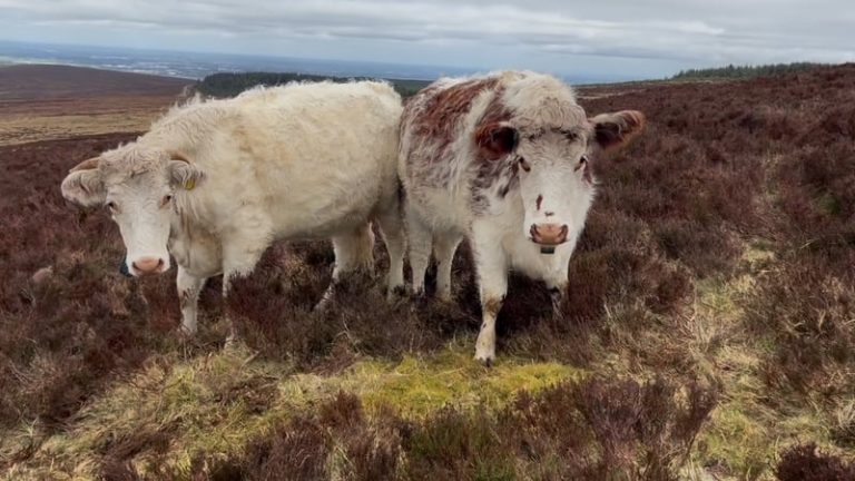 Read more about the article ‘Progress’ over delayed ACRES payments to farmers – dept